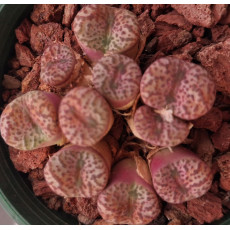 C.obcordellum ('Karen') - Seed